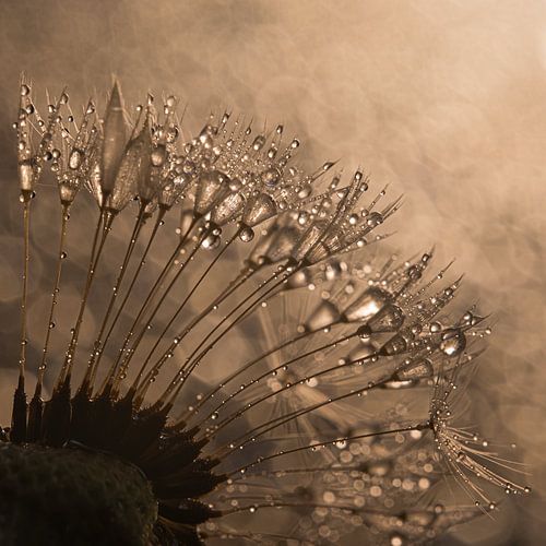 Een vierkantje: Paardenbloem met druppels