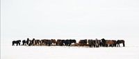 IJslandse Paarden van Menno Schaefer thumbnail
