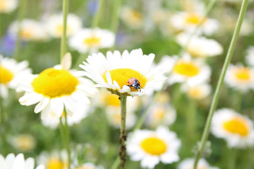Daisy with a ladybug by Saimi Triemstra