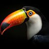 Vibrant Toucan portrait by Beeld Creaties Ed Steenhoek | Photography and Artificial Images