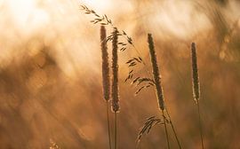 Sunset 2 by Martin van Berloo