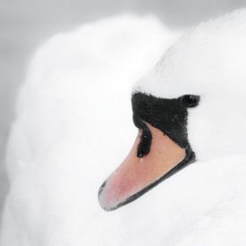 Dromerige witte zwaan in close up van Joyce Derksen