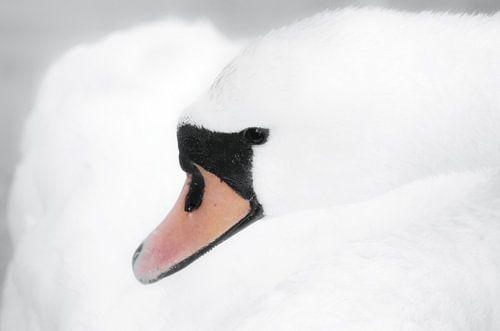 Dromerige witte zwaan in close up van Joyce Derksen