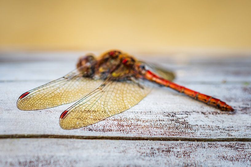 Flügel von Esther's Photos