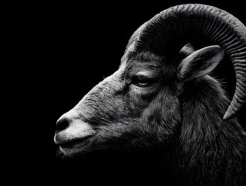 Mouflon in the shade – Primordial power