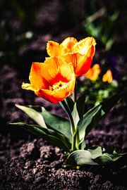 Rathenow "City of Optics by David Krause