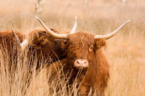 Schottische Highlander