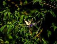 Le papillon s'envole