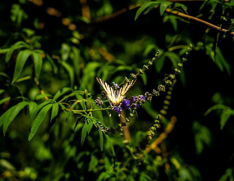 Schmetterling fliegen weg von Zahra Bierman