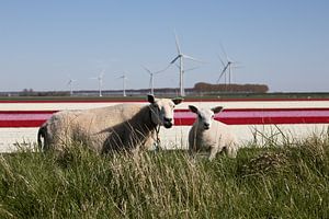 Mutterschaf mit Lamm mit Tulpenfeldern und Windmühlen von W J Kok