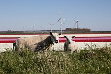 Mother sheep with lamb with tulip fields and windmills
