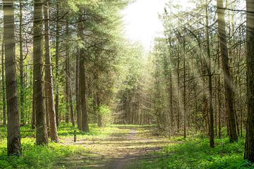 Bos met zonnestralen von Davey Poppe