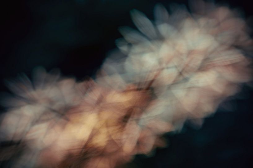 flowers part 410 by Tania Perneel