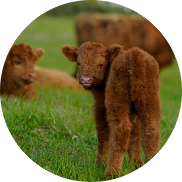 Schotse hooglanders op Lentevreugd van Dirk van Egmond