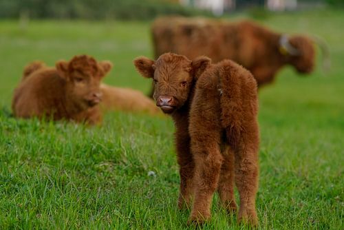 Les Highlanders écossais en voyage de printemps