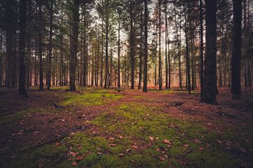 Lichtung im Wald von Skyze Photography by André Stein