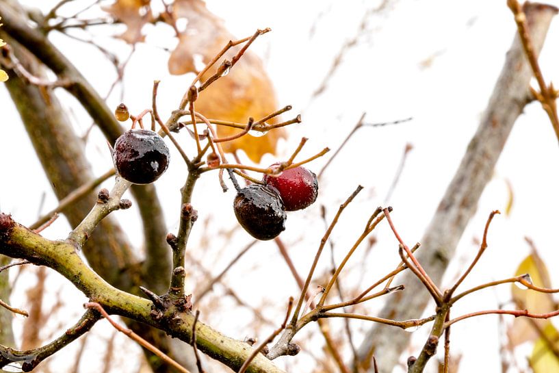 Letzte Beeren par Harald Schottner