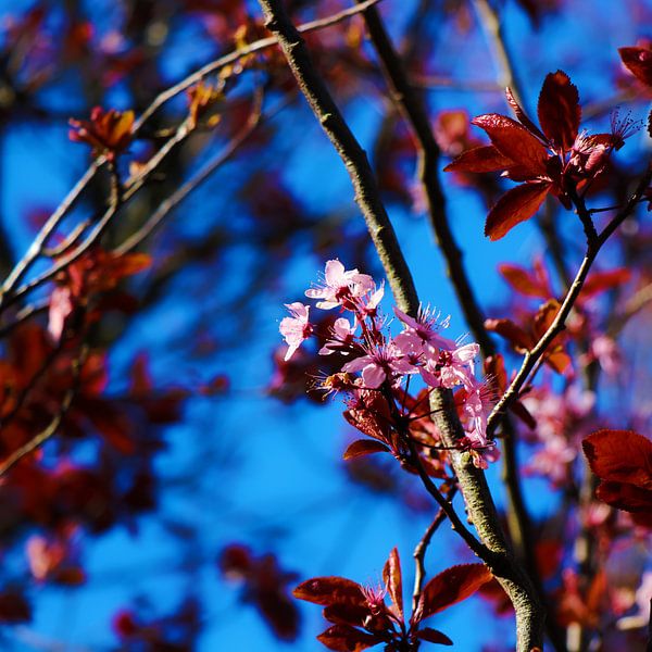 Spring by Merel Visser