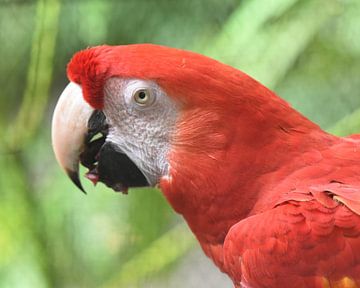 Close-up portrait of Scarlet Macaw by Rini Kools