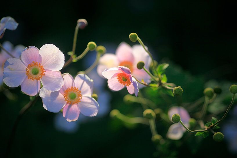 Anemone an einem Sommerabend von Thomas Jäger