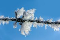 Tak in winter, Nederland van Adelheid Smitt thumbnail