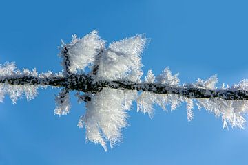 Zweigstelle im Winter, Niederlande von Adelheid Smitt