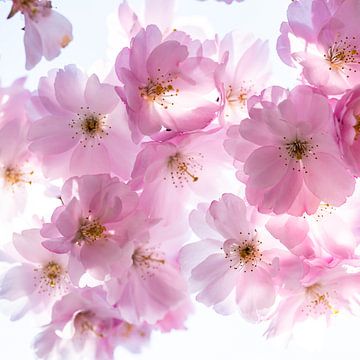 Makro rosa Kirschblüten mit Bokeh und Vignette von Dieter Walther