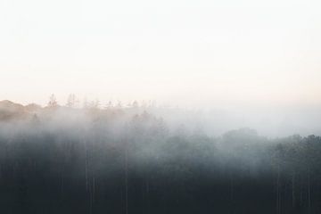 Forêt mystique dans le brouillard sur Jacqueline Heithoff