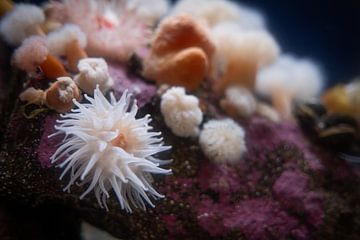 Anemone in arctic waters