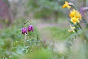 Vanneaux avec jonquilles