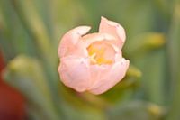 tulp in close-up