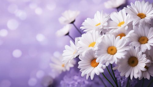 Camomile blossoms with purple