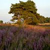 Tree in heathland by Luci light