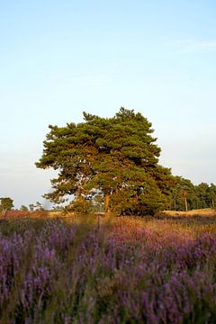 Tree in heathland