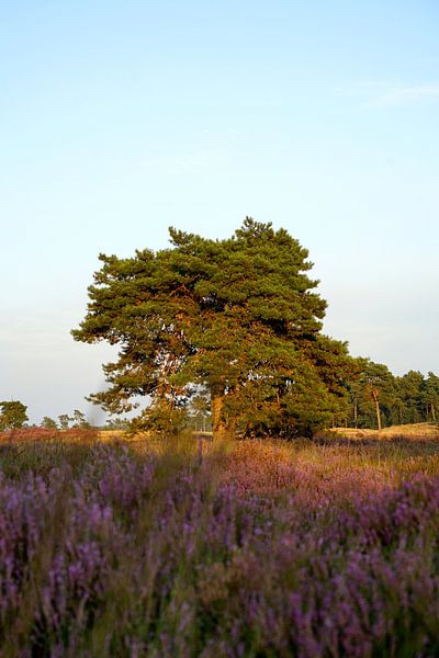 Baum im Moorgebiet von Luci light