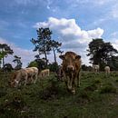 koeien in landschap, Strijbeek, Strijbeekse heide, Noord-Brabant, Holland, Nederland afbeelding koei van Ad Huijben thumbnail
