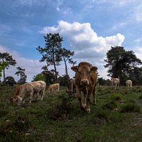 koeien in landschap, Strijbeek, Strijbeekse heide, Noord-Brabant, Holland, Nederland afbeelding koei