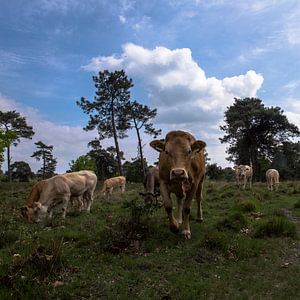 koeien in landschap, Strijbeek, Strijbeekse heide, Noord-Brabant, Holland, Nederland afbeelding koei von Ad Huijben