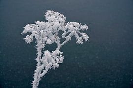 Detail einer Pflanze mit reifem Wasser von Trinet Uzun