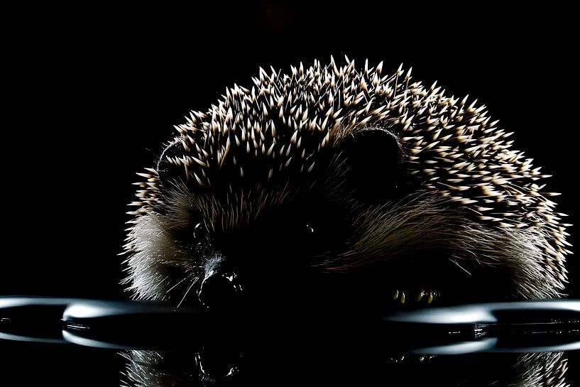 Igel in dunkler Reflexion von Art & Soul Creations