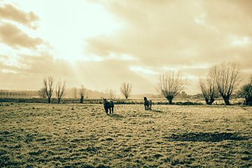 Belgische Trekpaarden in Veld van Patrycja Polechonska