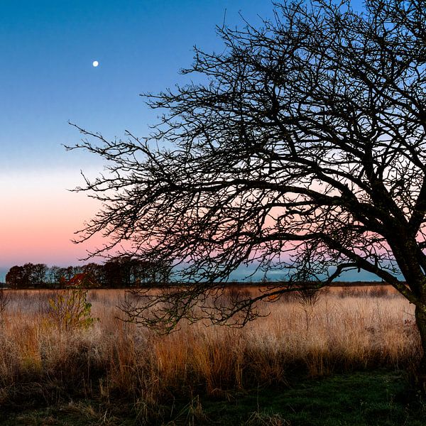 Fochteloërveen, Drentse Hooglanden. van Mark de Weger