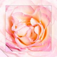 silence of the rose
