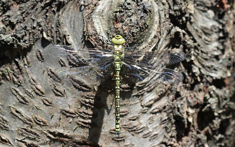 Agrion mosaïque bleu-vert par Matthias Brix