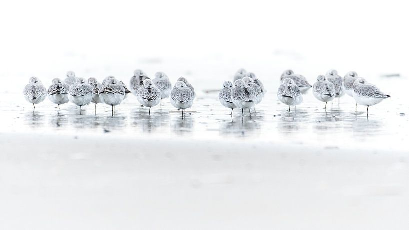 Sanderling by Stijn Smits