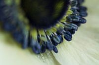 Anemone