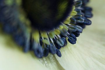 Anemone by Ingrid van Wolferen