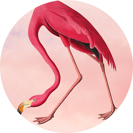 Flamingo Roze van Kjubik