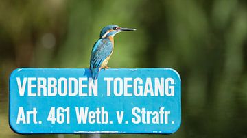 ijsvogel