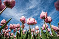 Roze tulpen in het veld par Arjen Schippers Aperçu